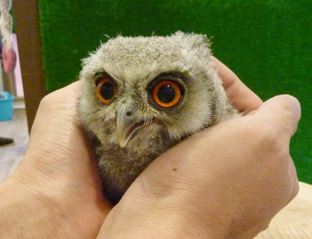 White-faced Scops Owl　owlcafe　owlvillage　harajyuku　baby