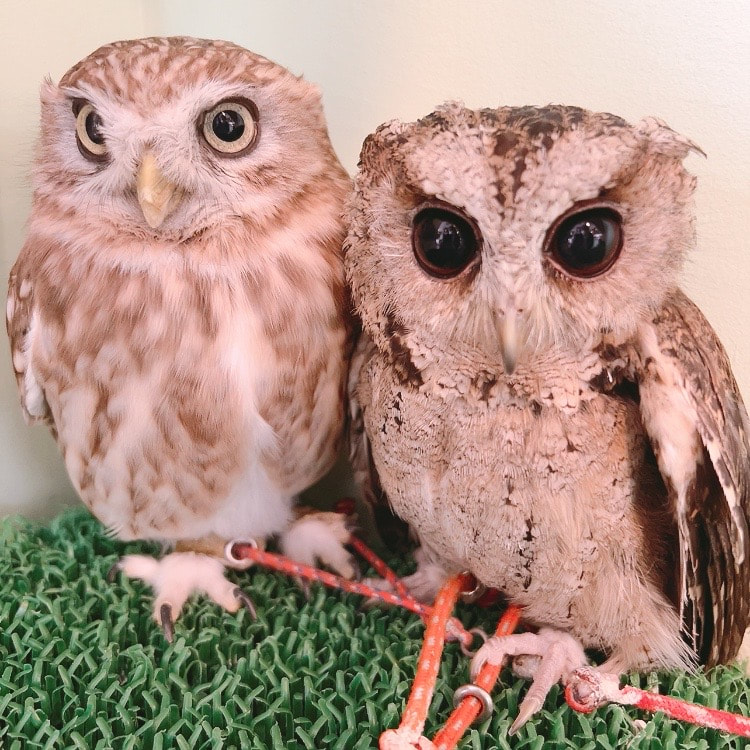  Indian Scops Owl　owl cafe harajuku  photo owlvillage　maintenance  Little Owl　