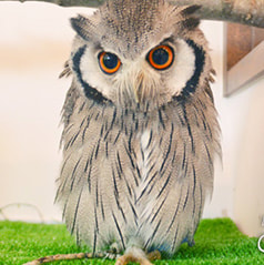 owl cafe harajuku White-Faced Scops owl-Schola