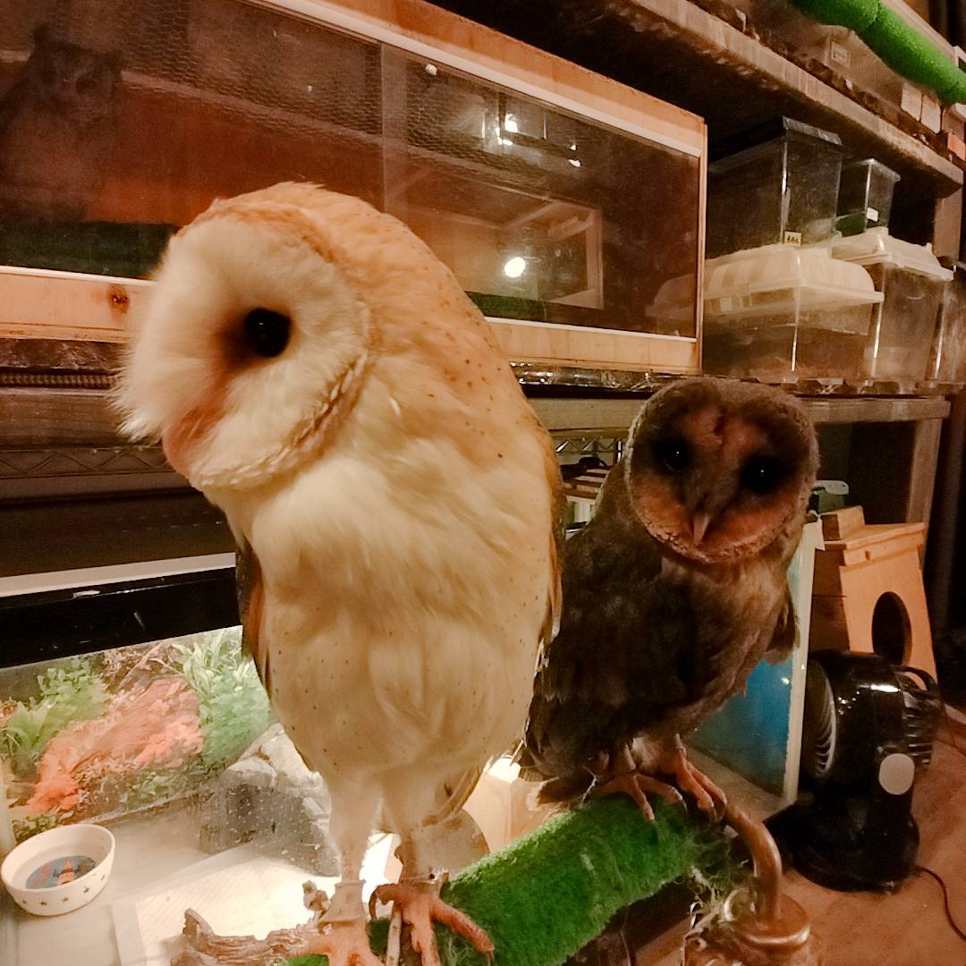  Harajuku - Shibuya - Kichijoji - Tokyo - Owl Cafe - Cute - Blind - Barn Owl - Black