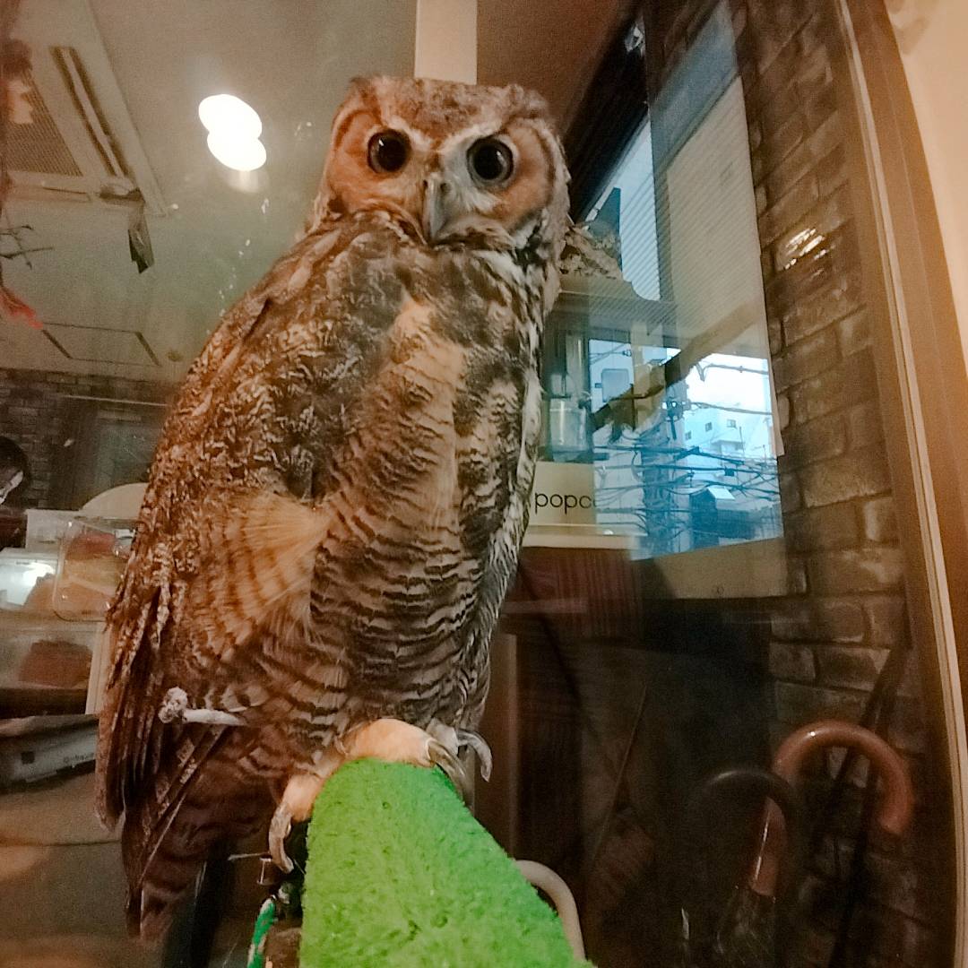 Great Horned Owl  - Harajuku - Shibuya - Kichijoji - Tokyo - Owl Cafe - Cute -