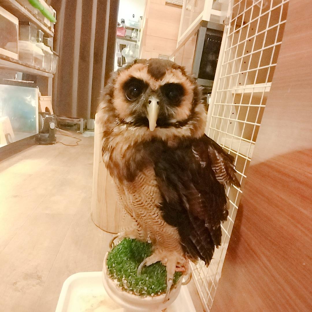 Brown Wood Owl- Harajuku - Shibuya - Kichijoji - Tokyo - Owl Cafe - Cute - Blind - Barn Owl - Black