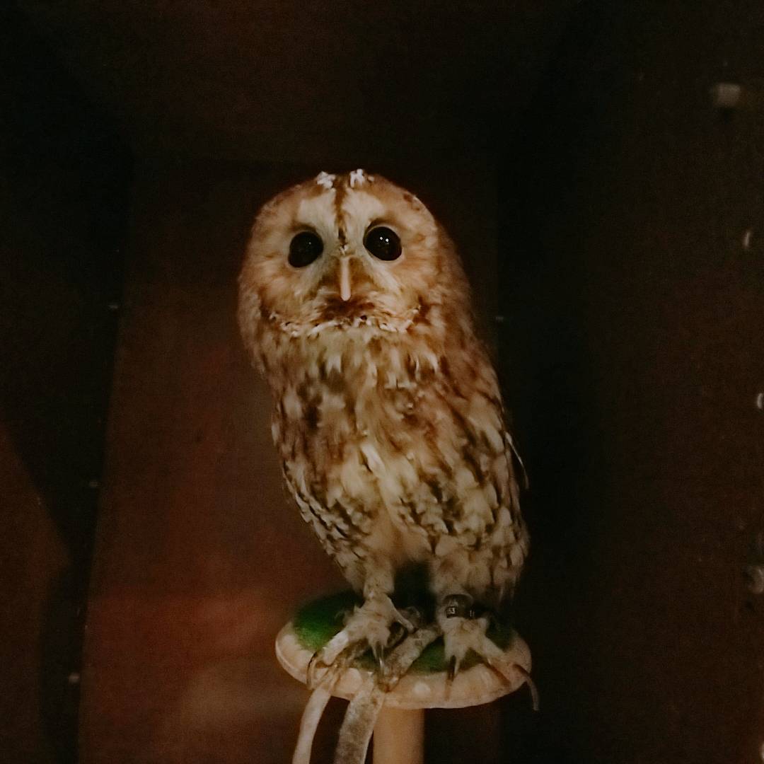 Tawny Owl  - Harajuku - Shibuya - Kichijoji - Tokyo - Owl Cafe - Cute