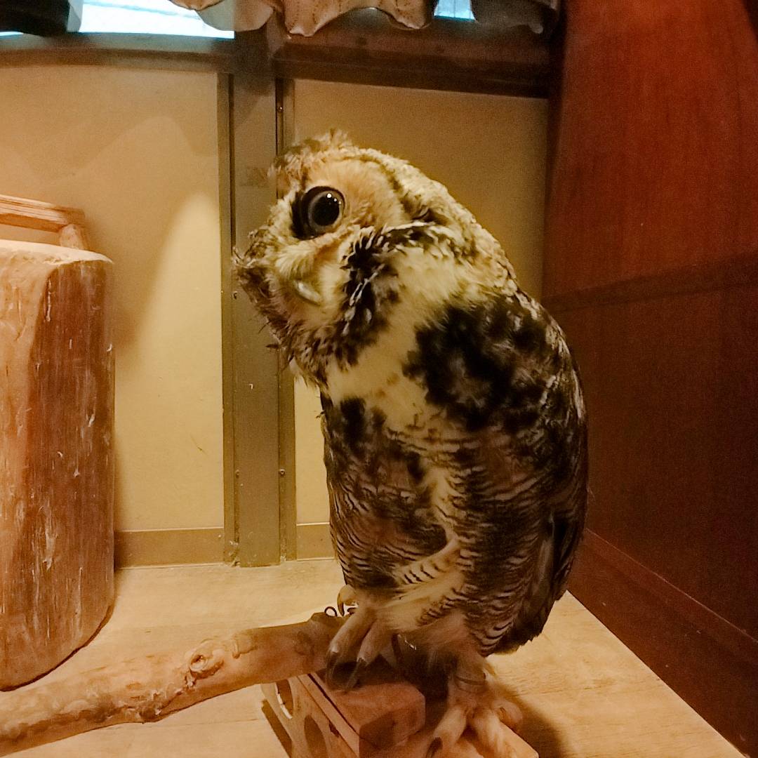  Great Horned Owl - Harajuku - Shibuya - Kichijoji - Tokyo - Owl Cafe - Cute - Blind -