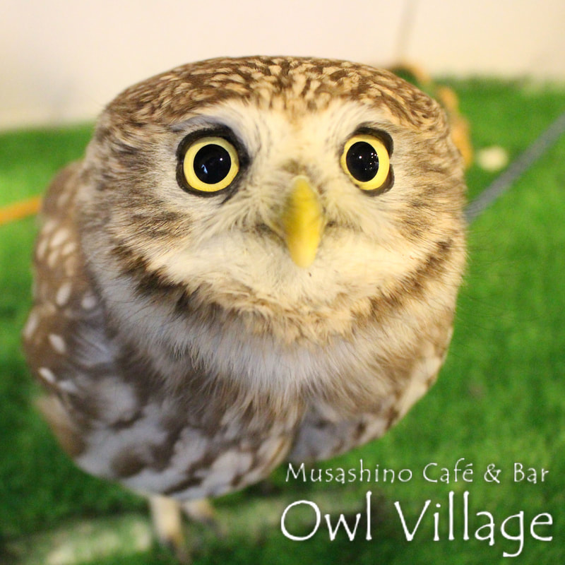 owl cafe harajuku down load free photo 0237 Little Owl