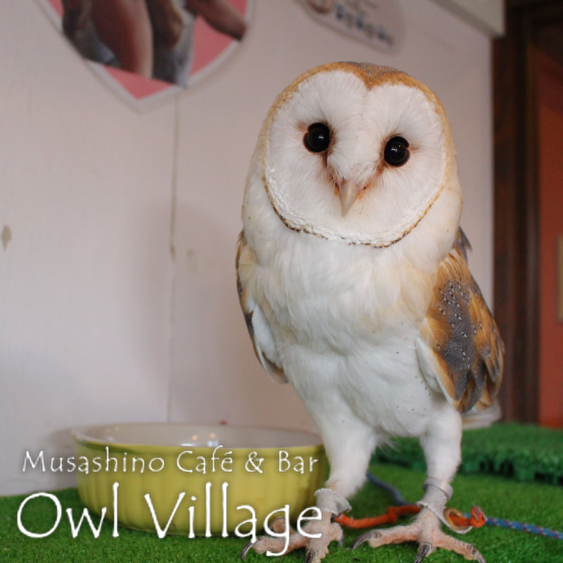 owl cafe harajuku down load free photo 0239 Barn Owl