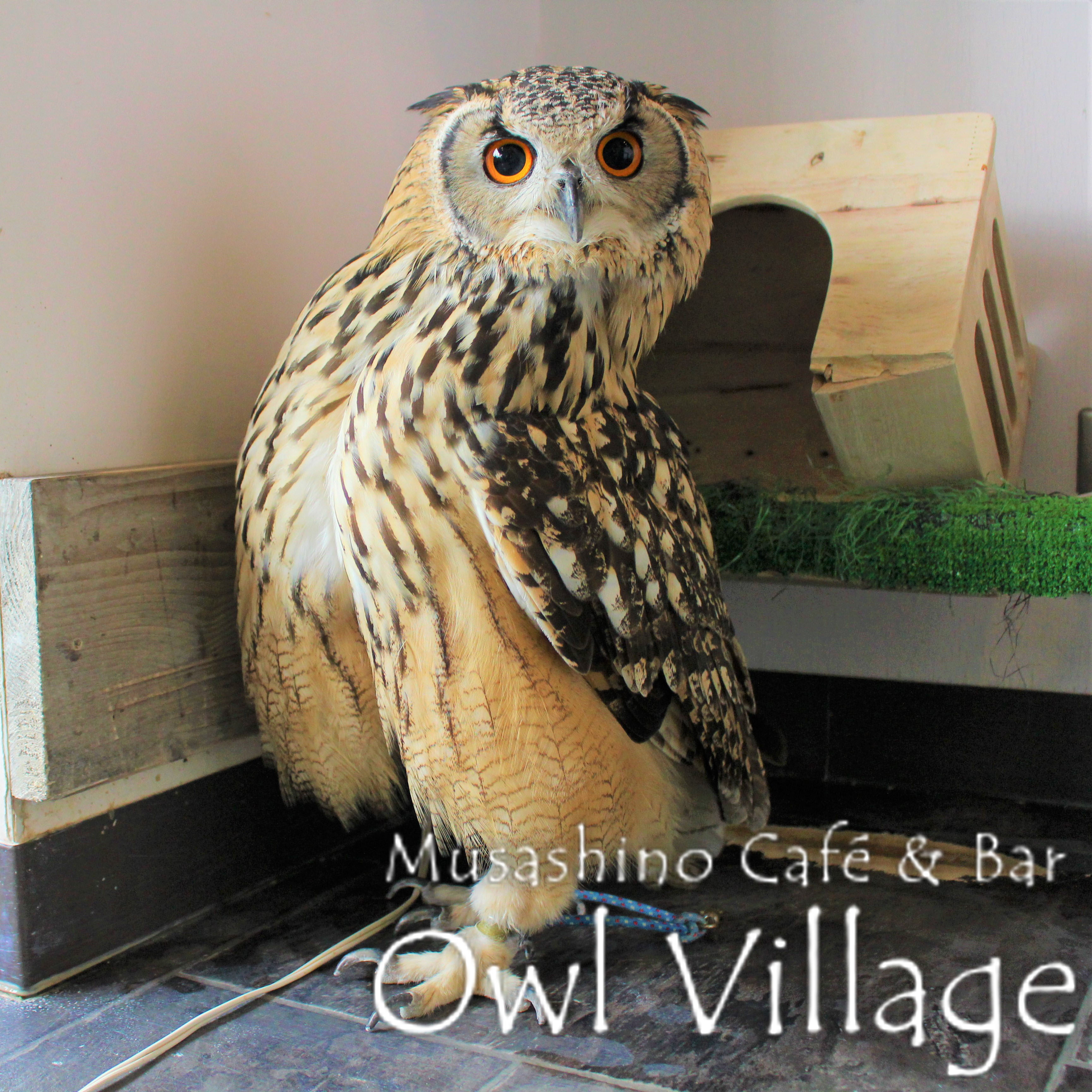 owl cafe harajuku down load free photo 0240 Indian Eagle Owl