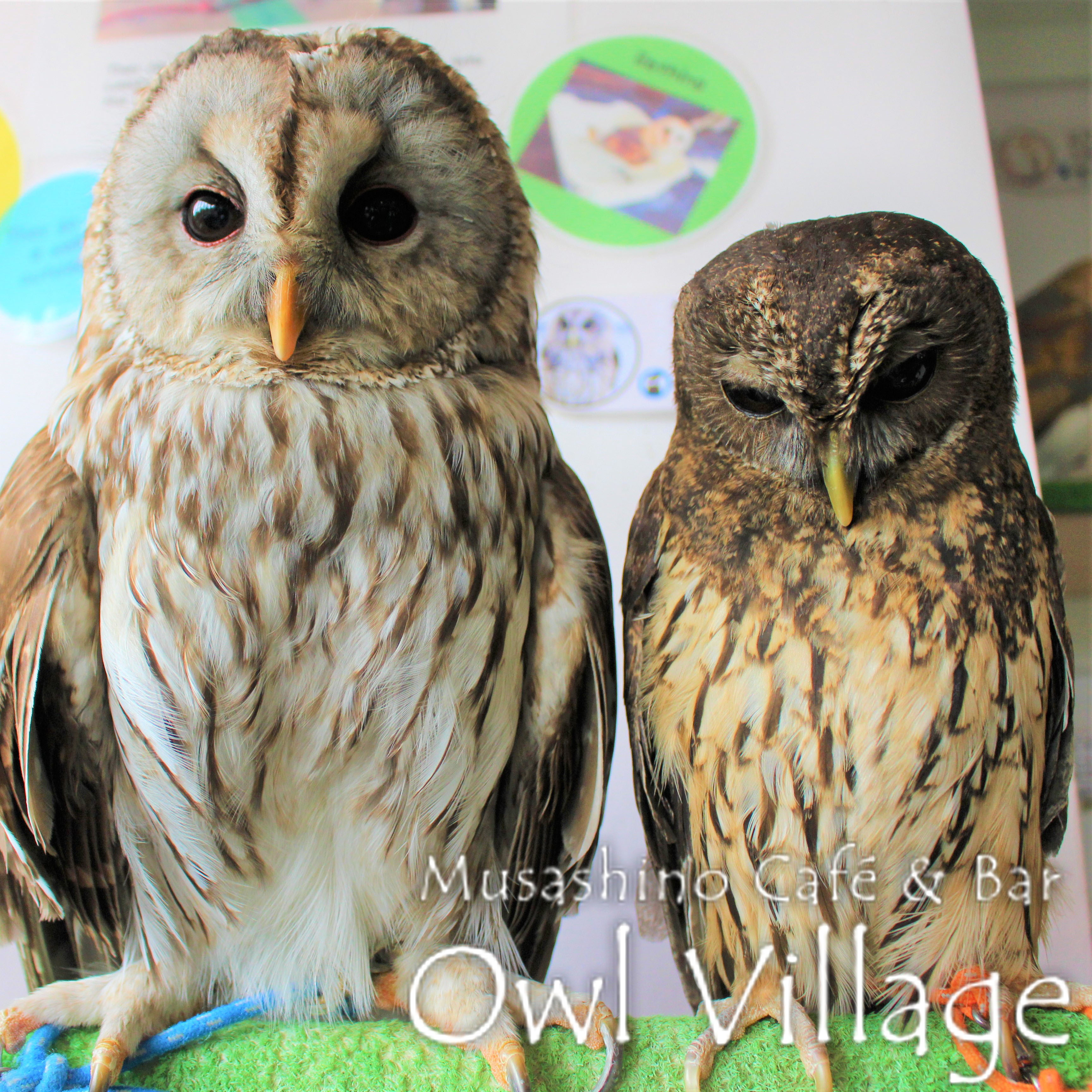 owl cafe harajuku down load free photo 0241 Tawny Owl × Ural Owl & Mottled Owl