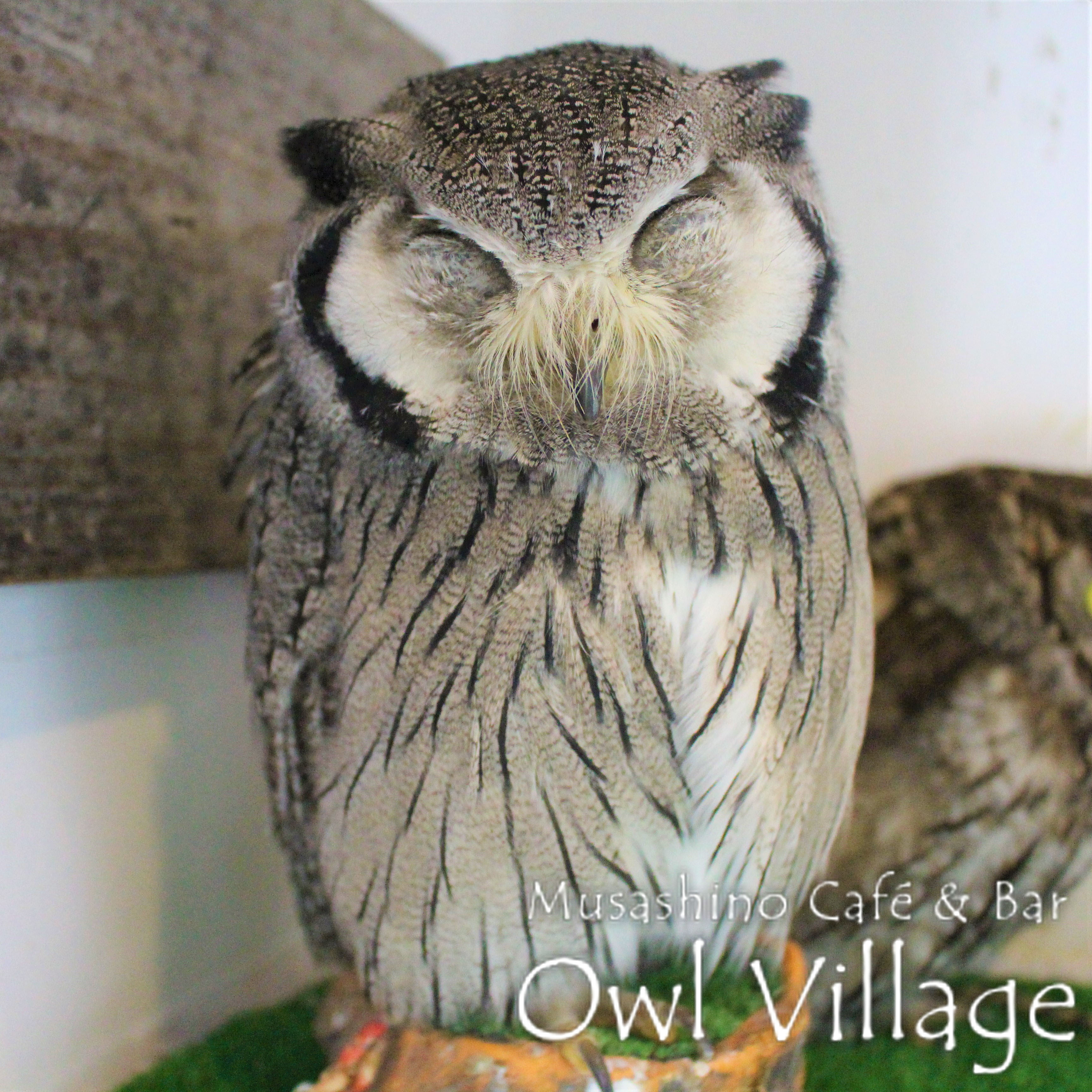 owl cafe harajuku down load free photo 0242 White-Faced Scops Owl