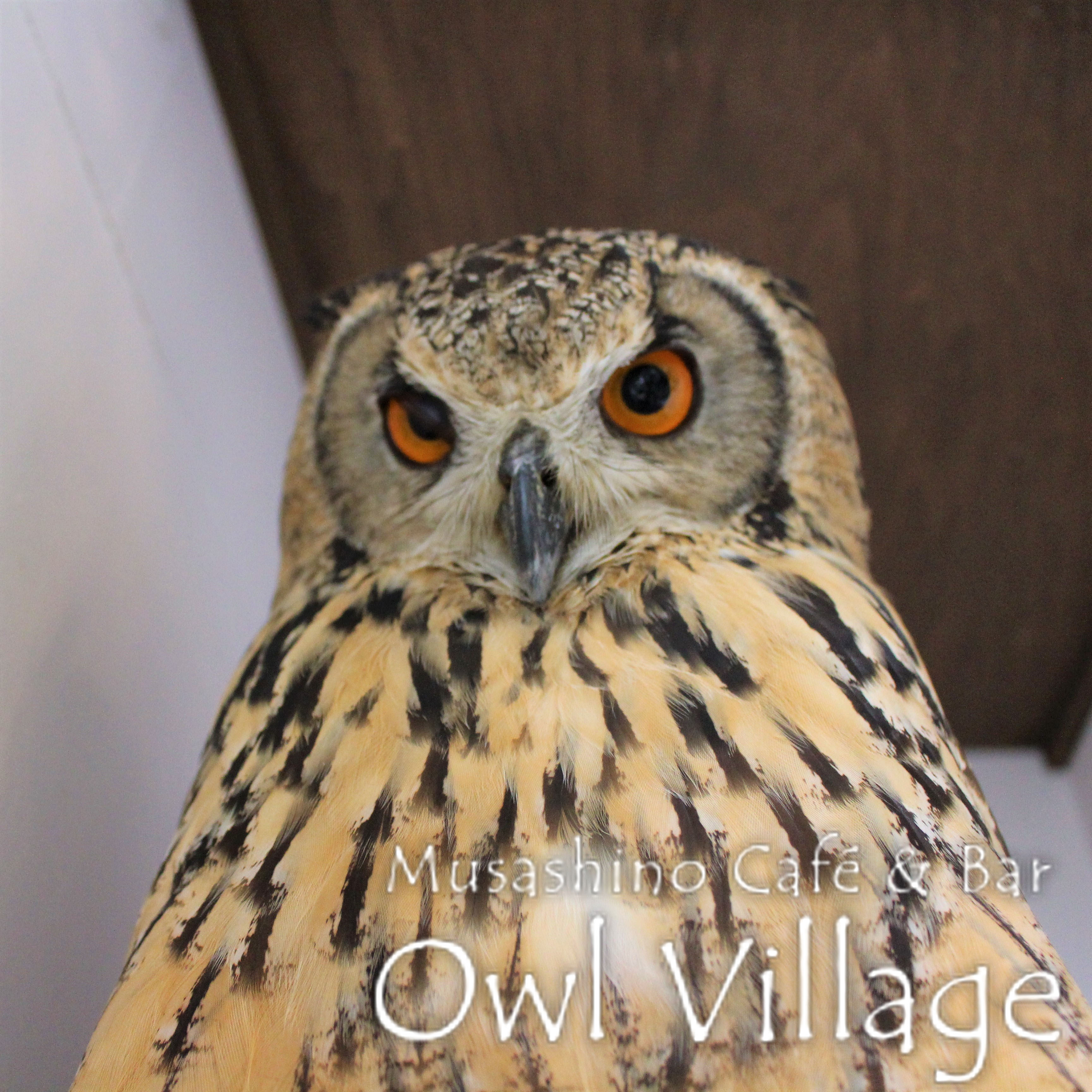 owl cafe harajuku down load free photo 0243 Indian Eagle Owl