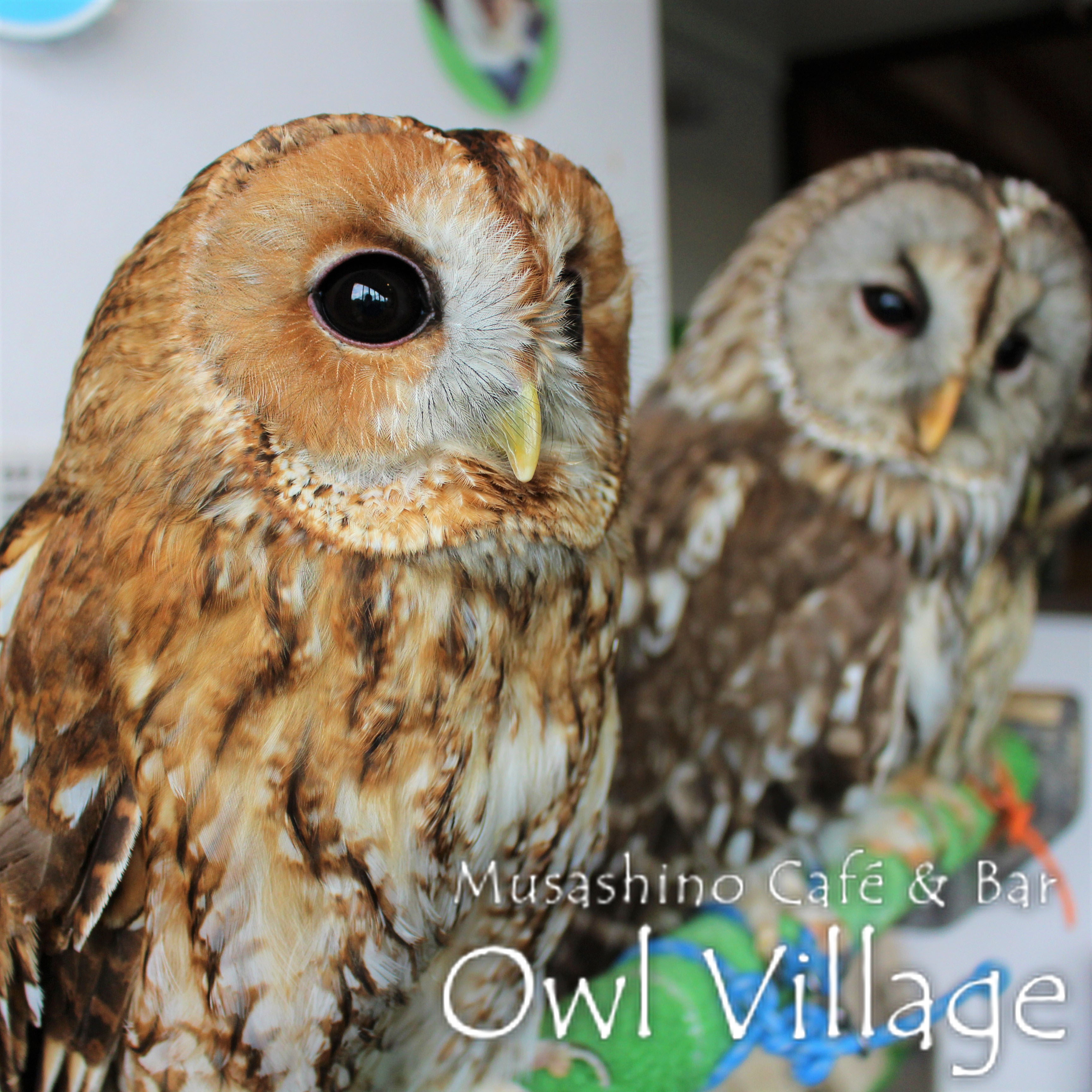 owl cafe harajuku down load free photo 0244 Tawny Owl& Tawny Owl × Ural Owl