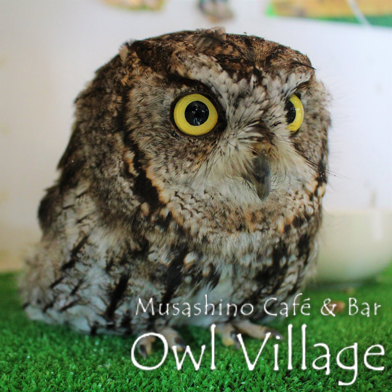 owl cafe harajuku down load free photo 0246 Westem screech Owl
