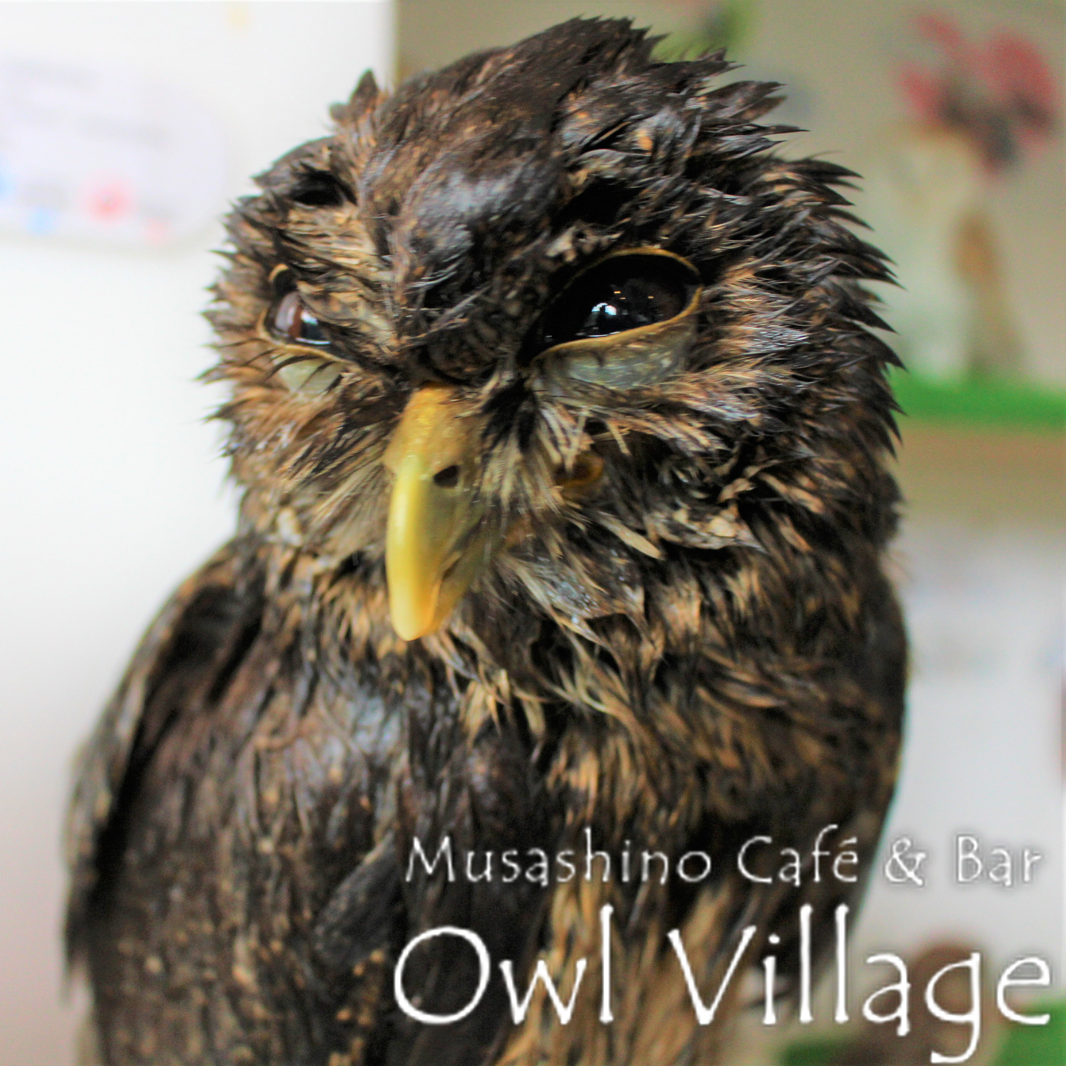 owl cafe harajuku down load free photo 0247 Tawny Owl