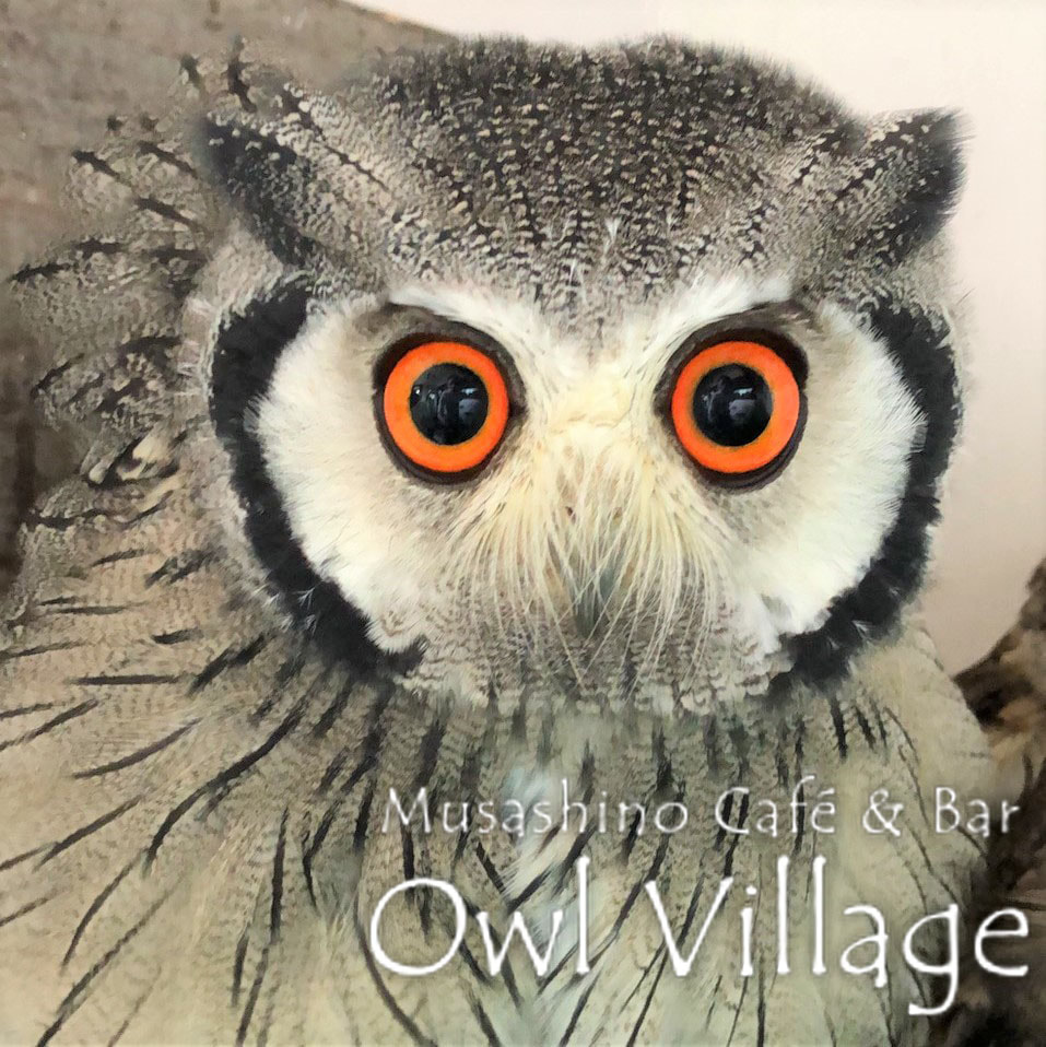 owl cafe photo-2 official permission White-Faced Scops Owl