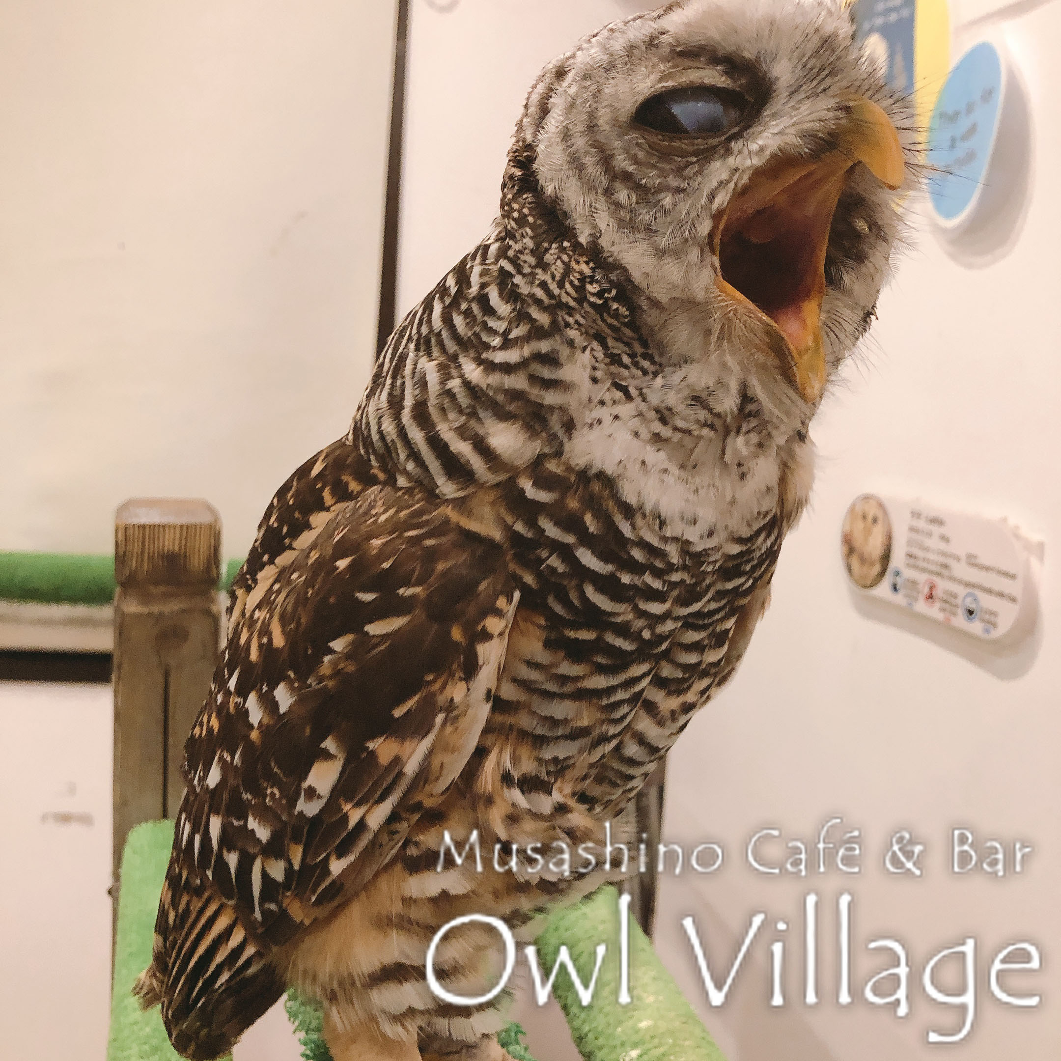 owl cafe harajuku down load free photo 0256 Chaco Owl