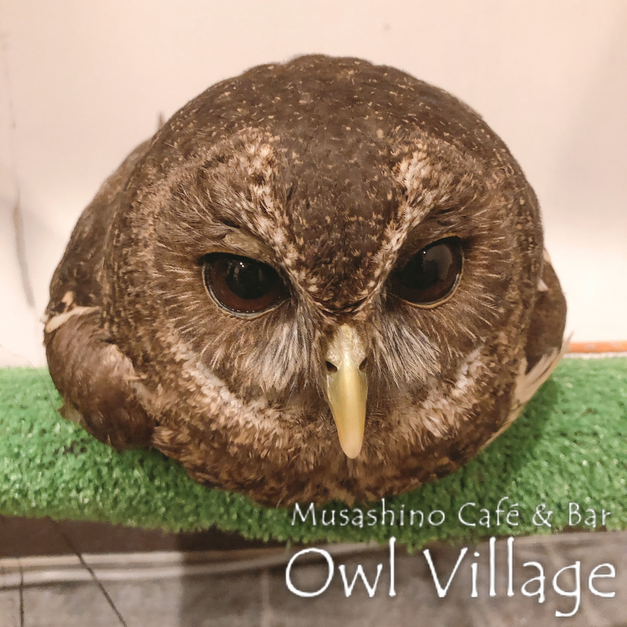 owl cafe harajuku down load free photo  0258 Tawny Owl