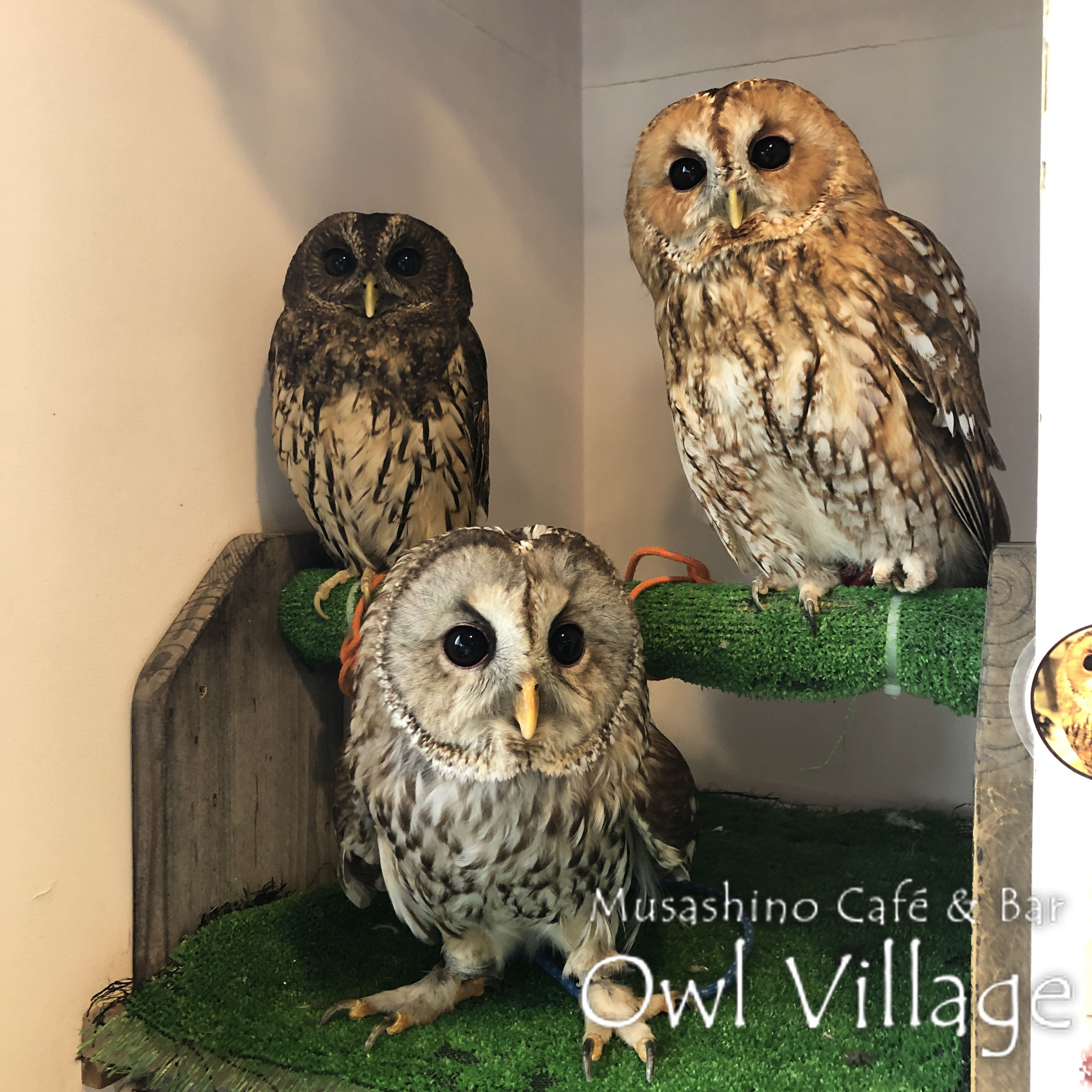 owl cafe harajuku down load free photo 0261 Tawny Owl&Mottled Owl & Tawny Owl × Ural Owl
