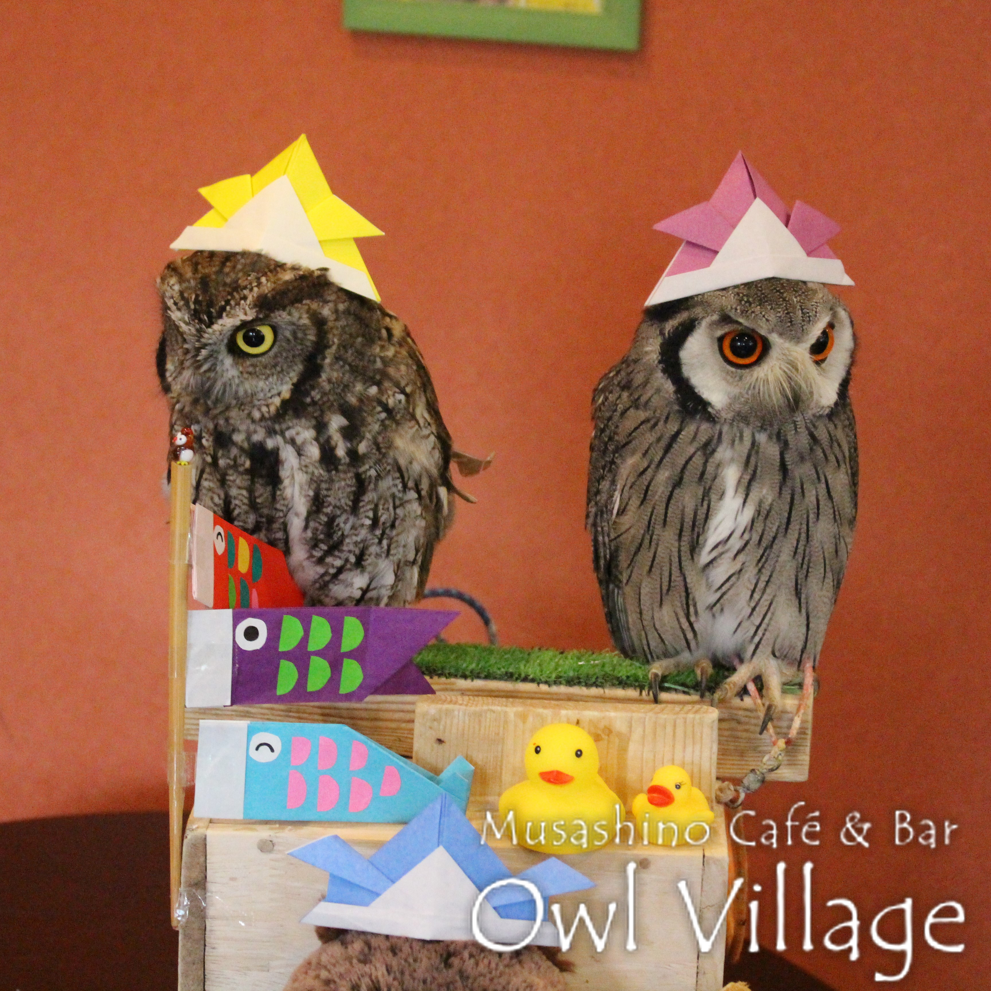 owl cafe harajuku down load free photo owl cafe photo 0263 White-Faced Scops Owl & Westem screech Owl