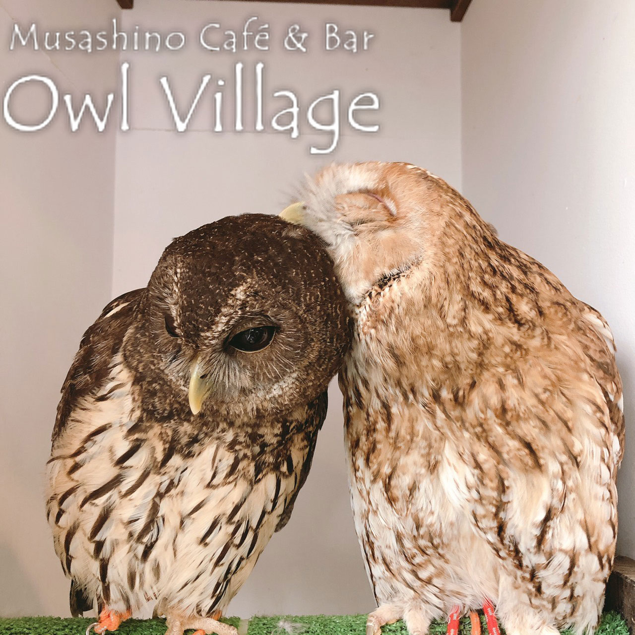 0265 Tawny Owl& Tawny Owl × Ural Owl