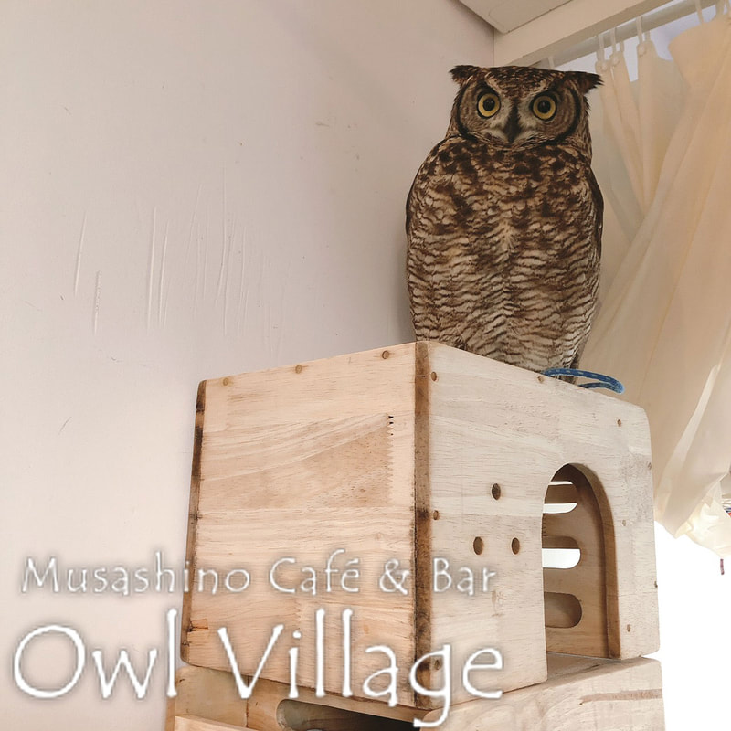 owl cafe harajuku down load free photo  0268 African Eagle Owl