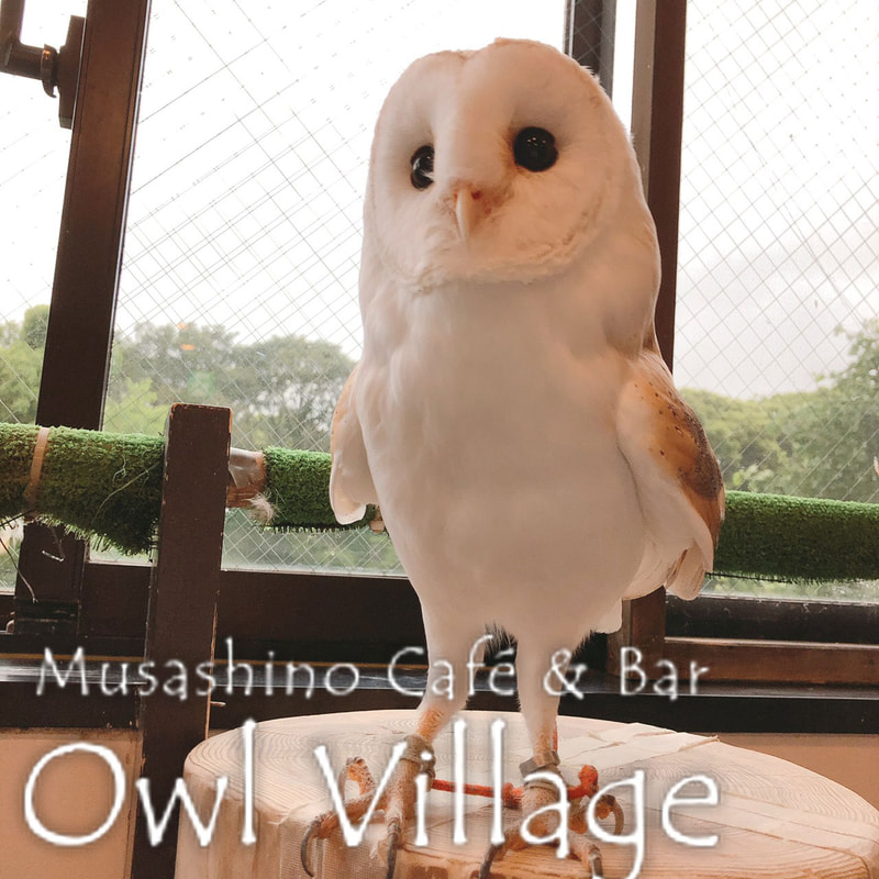 owl cafe harajuku down load free photo owl cafe photo 0269 Barn Owl