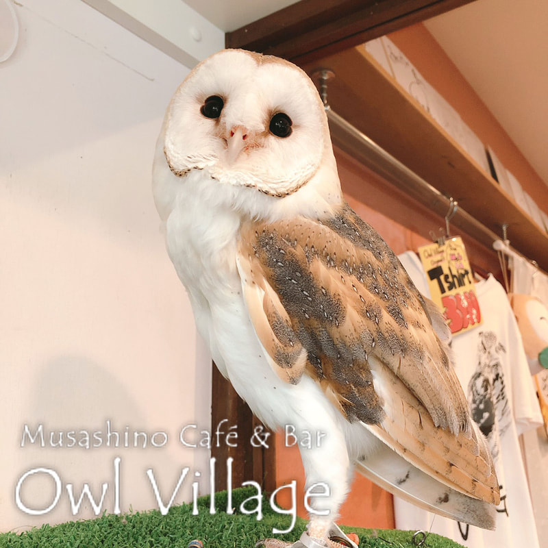 owl cafe harajuku down load free photo  0271 Barn Owl