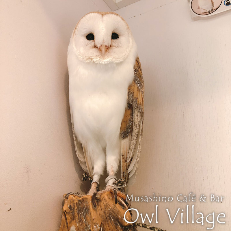 owl cafe harajuku down load free photo  0274 Barn Owl