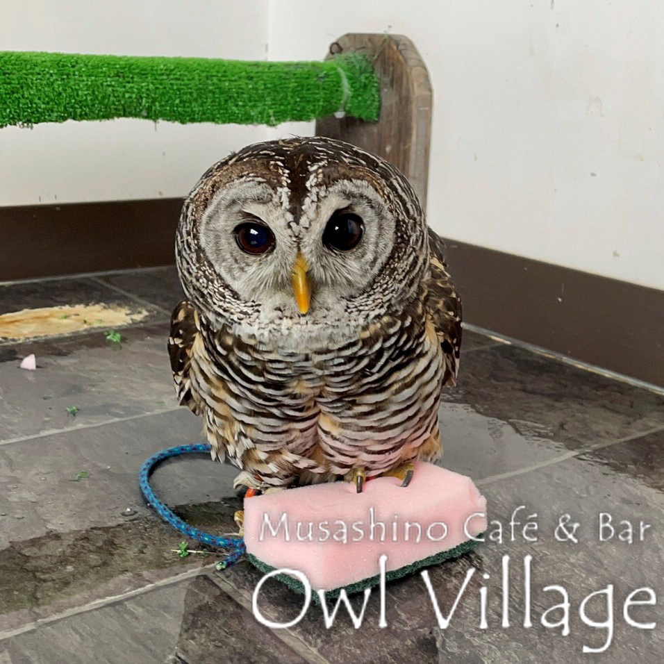 owl cafe harajuku down load free photo 0273 Chaco Owl