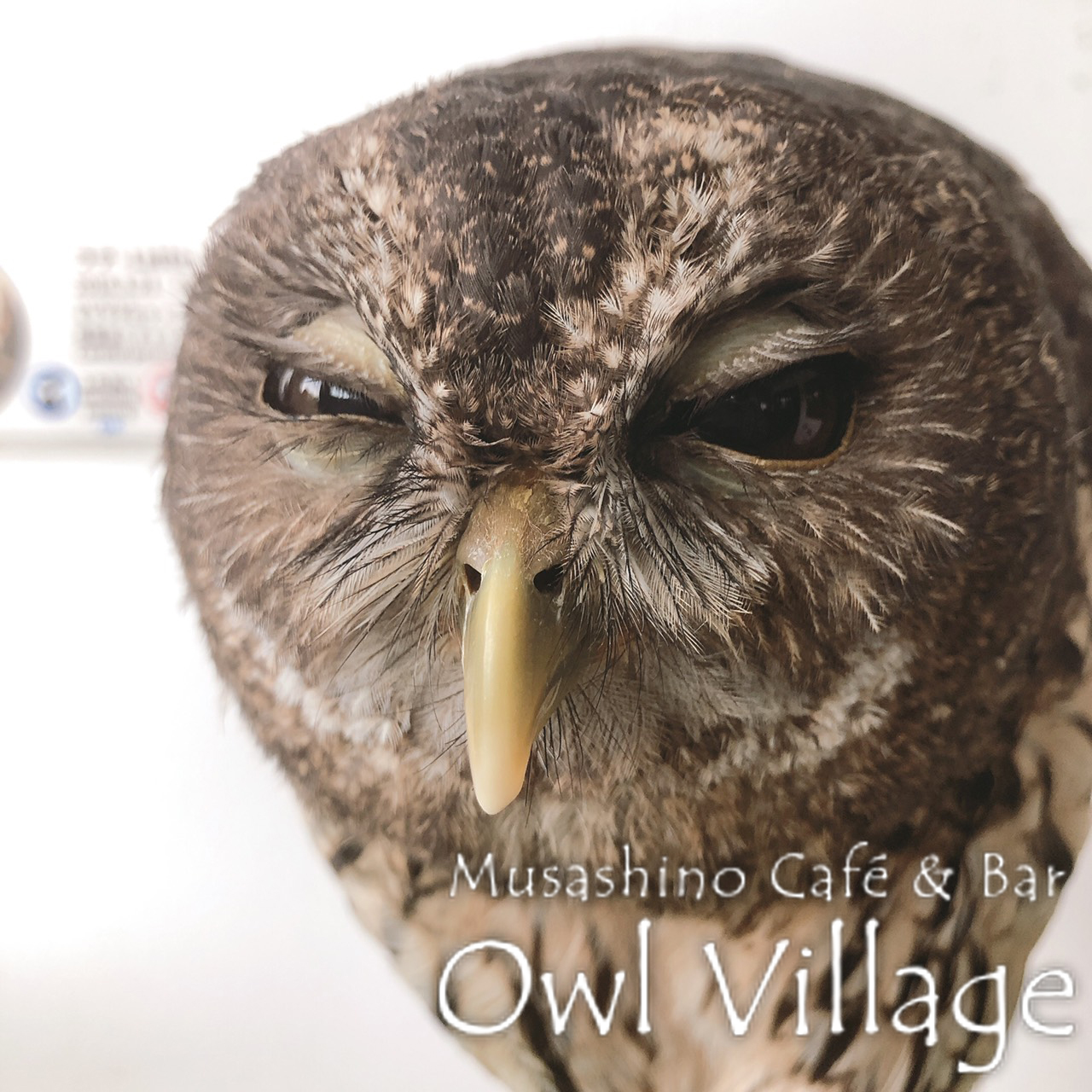 owl cafe harajuku down load free photo 0276 Tawny Owl