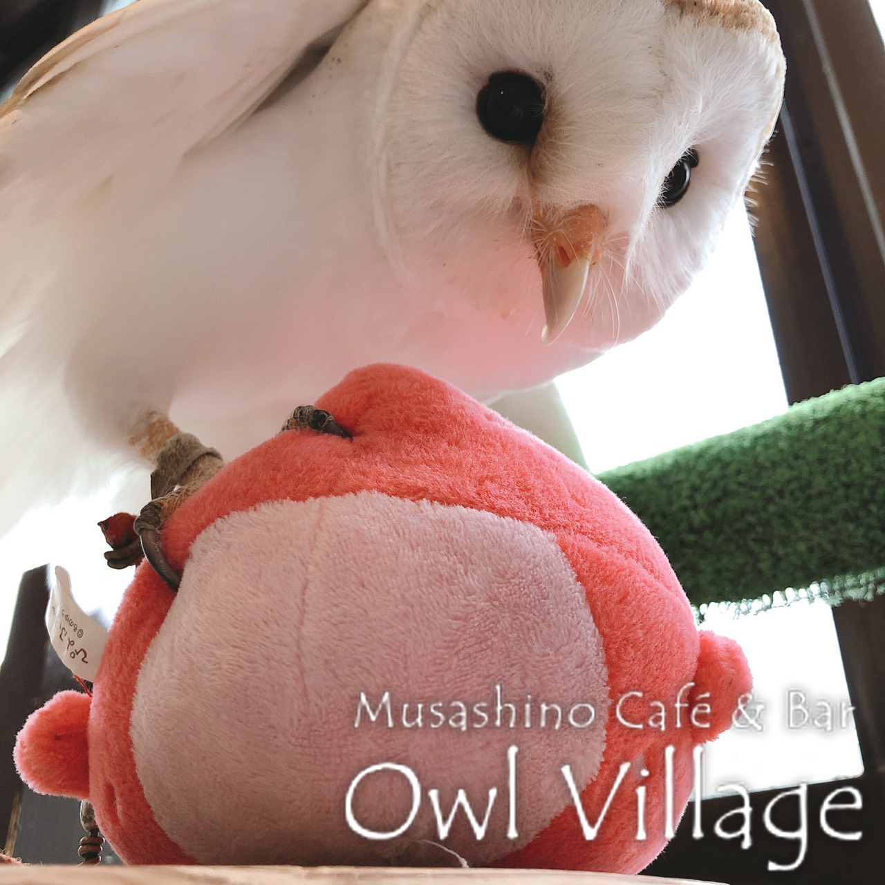 owl cafe harajuku down load free photo owl cafe photo 0282 Barn Owl
