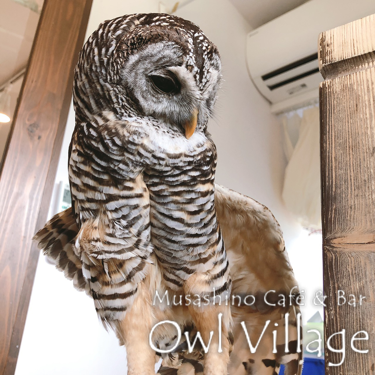 owl cafe harajuku down load free photo0283 Chaco Owl