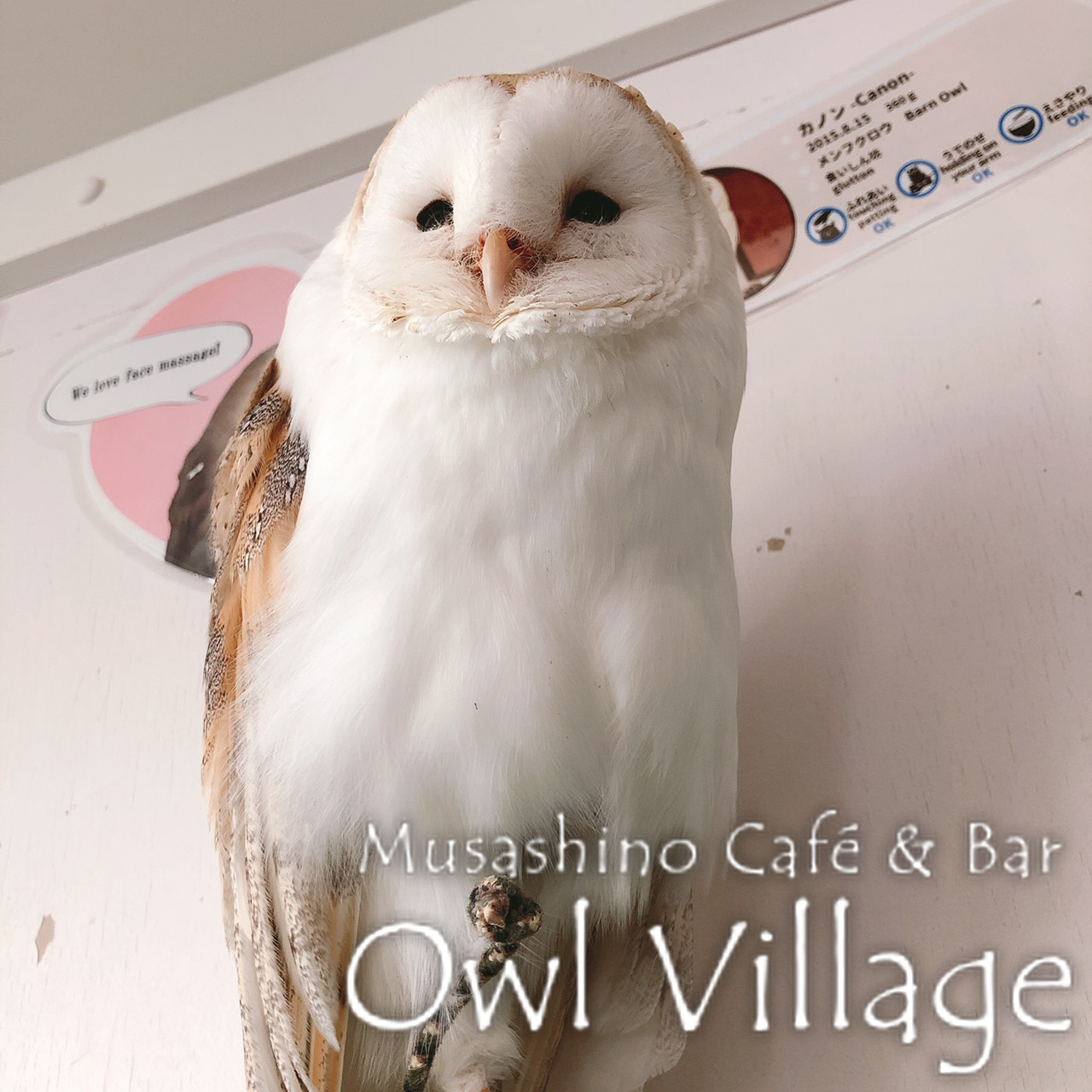 owl cafe harajuku down load free photo0286 ​Barn Owl