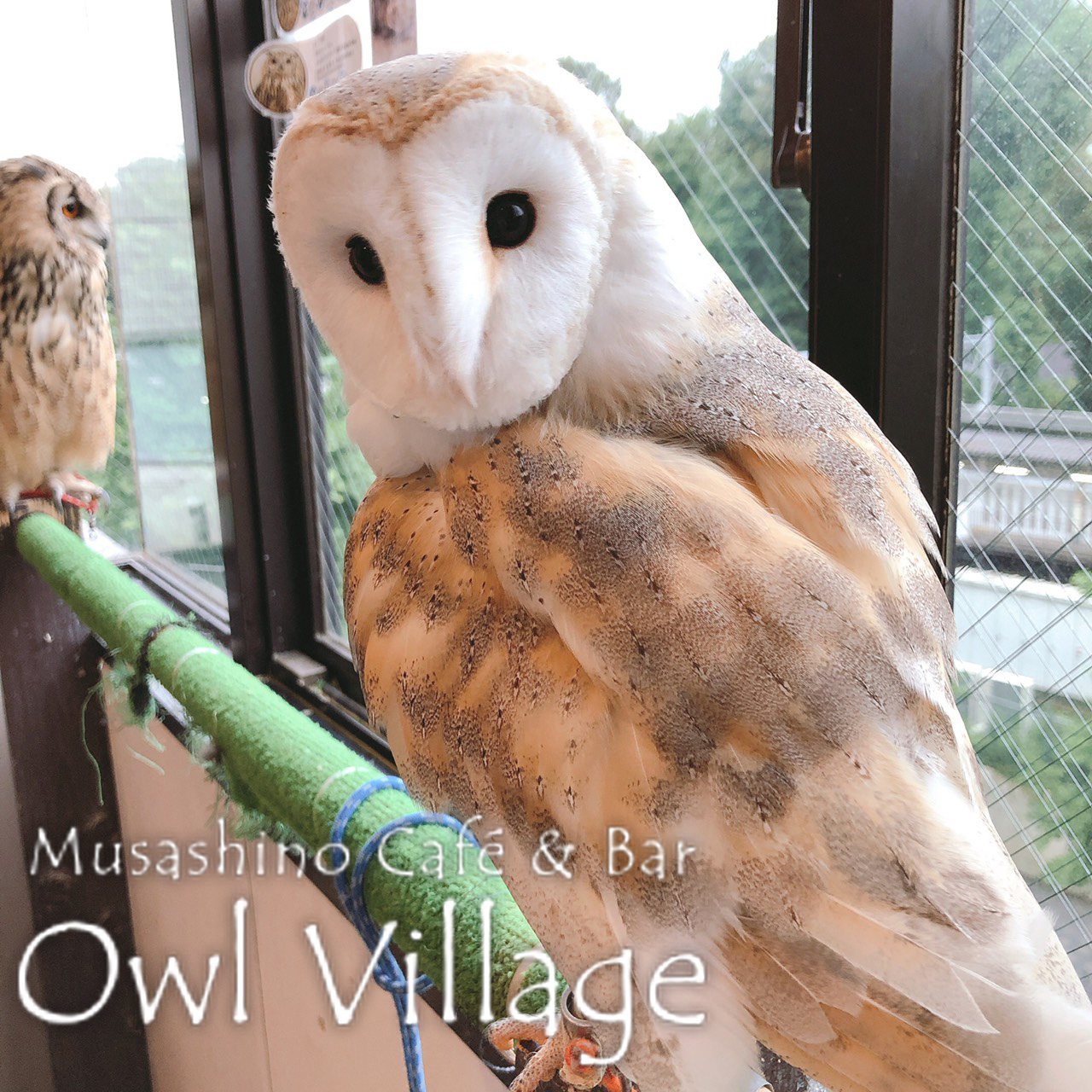 owl cafe harajuku down load free photo 0287 Barn Owl