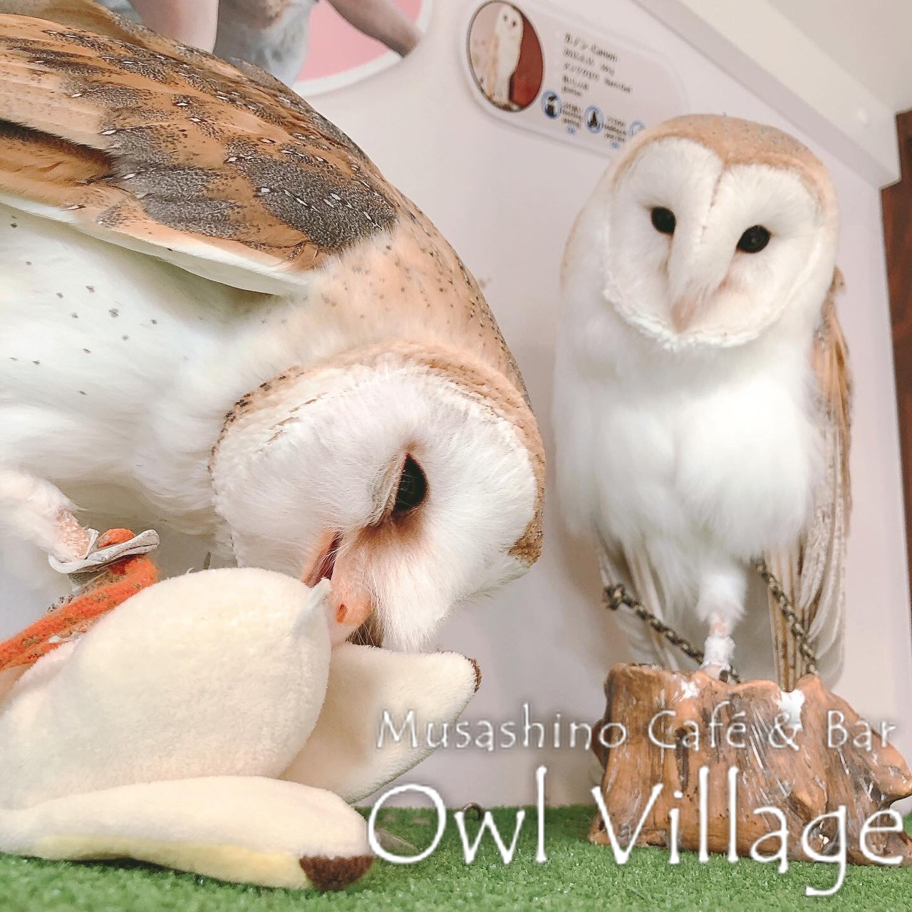 owl cafe harajuku down load free photo owl cafe photo 0288 Barn Owl