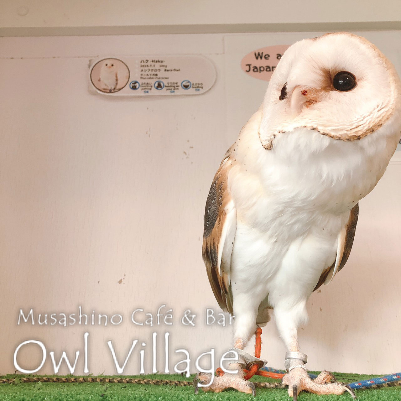 owl cafe harajuku down load free photo0289 ​Barn Owl