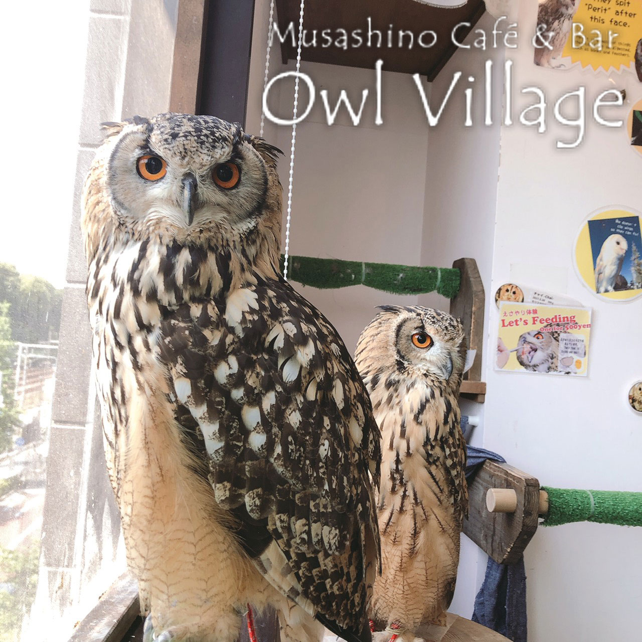 owl cafe harajuku down load free photo 0295 Indian Eagle Owl