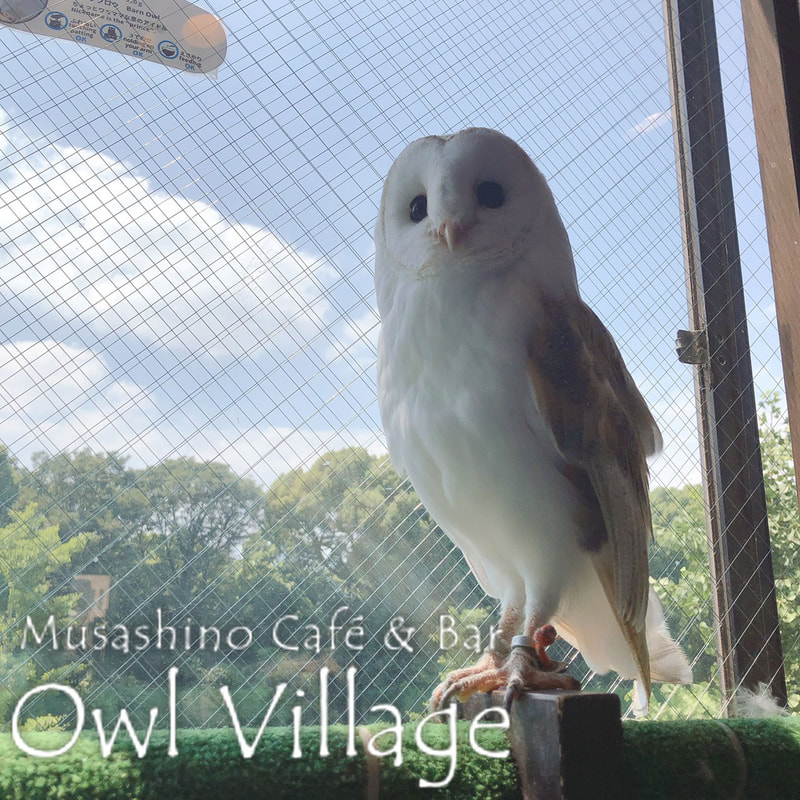 owl cafe harajuku down load free photo  0296 Barn Owl