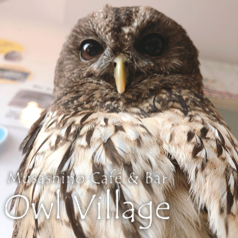 owl cafe harajuku down load free photo  0293 Tawny Owl