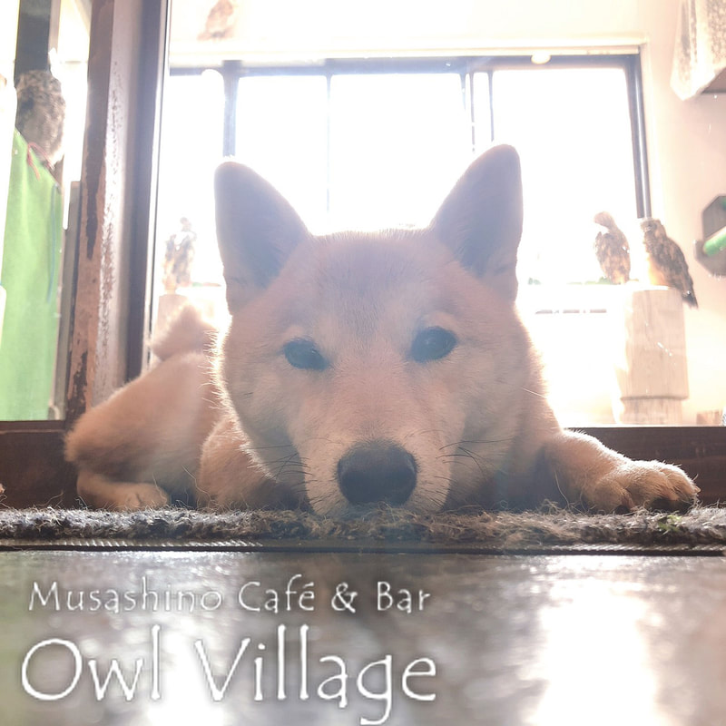 owl cafe harajuku down load free photo 0298 shiba inu