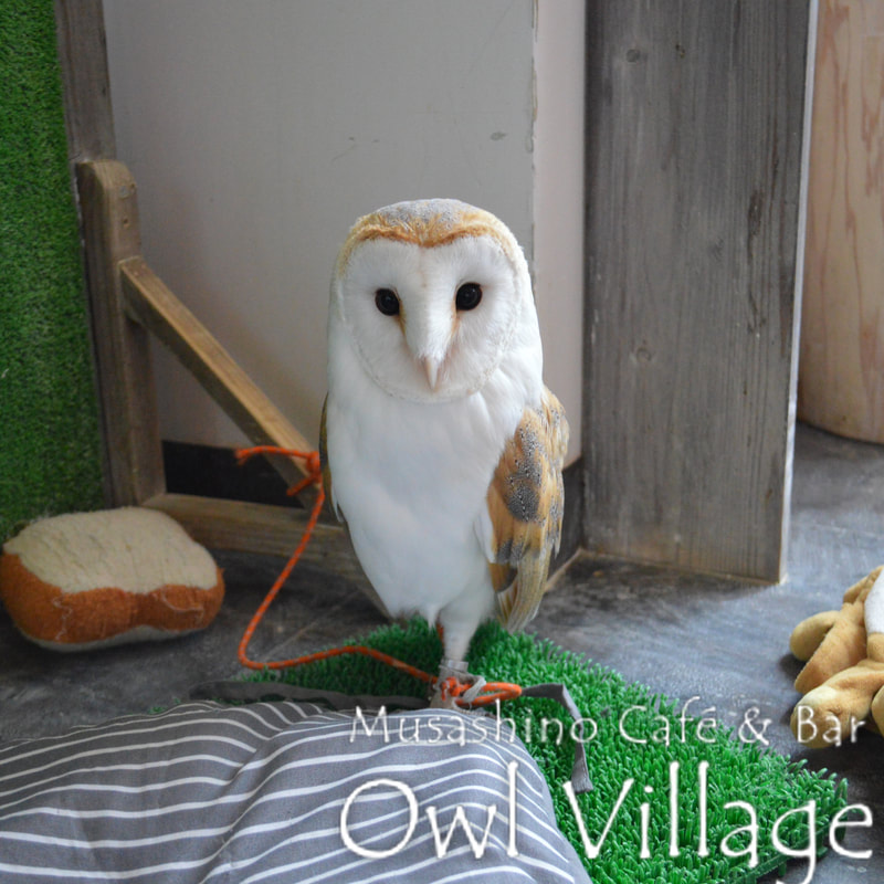 owl cafe harajuku down load free photo owl cafe photo 0299 Barn Owl