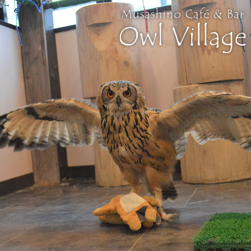 owl cafe harajuku down load free photo 300 Indian Eagle Owl