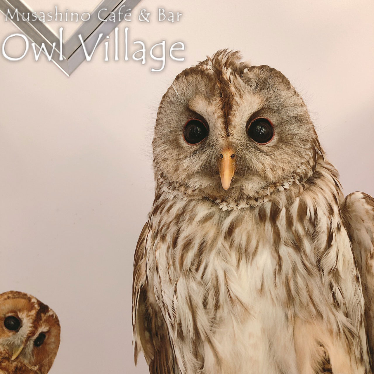 owl cafe harajuku down load free photo owl cafe photo 0310 Tawny Owl × Ural Owl