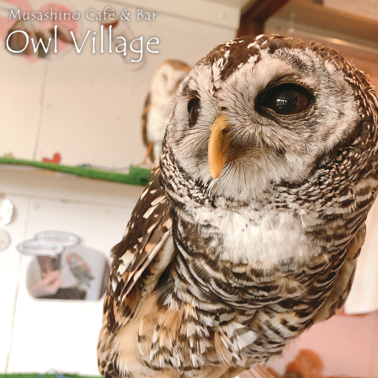 owl cafe harajuku down load free photo 0311 Chaco Owl
