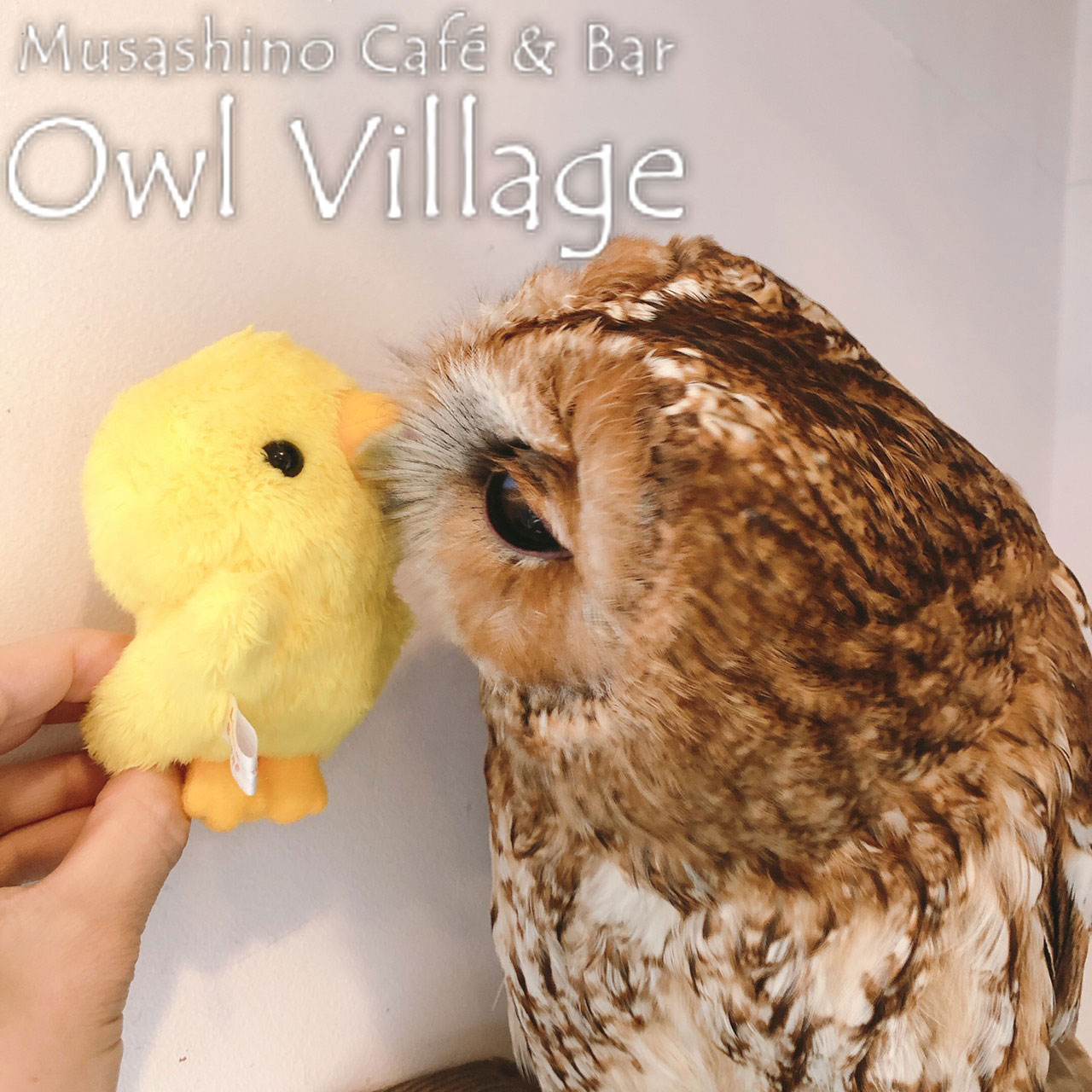 owl cafe harajuku down load free photo owl cafe photo 0313 Tawny Owl 