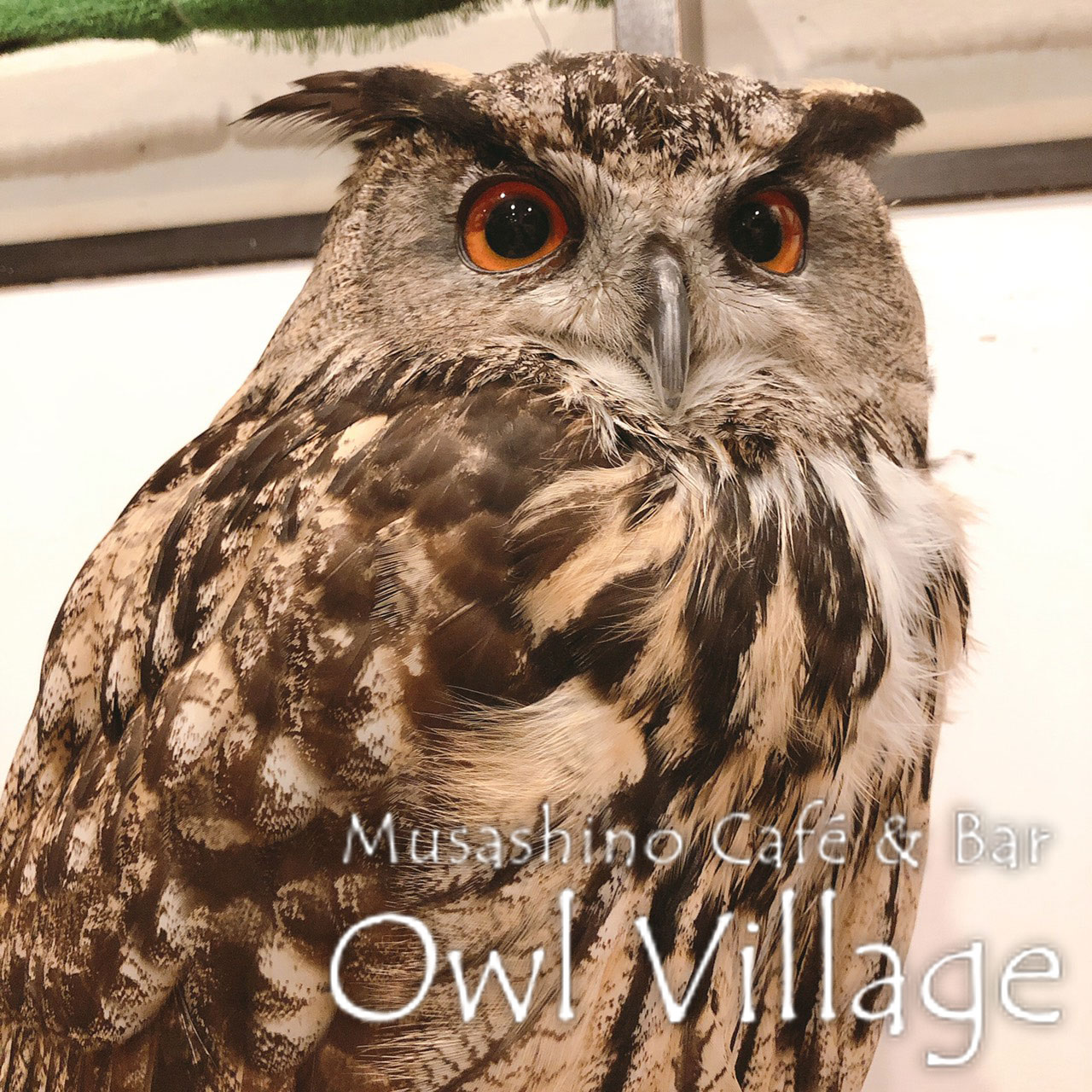 owl cafe harajuku down load free photo 0315  Eurasian Eagle Owl