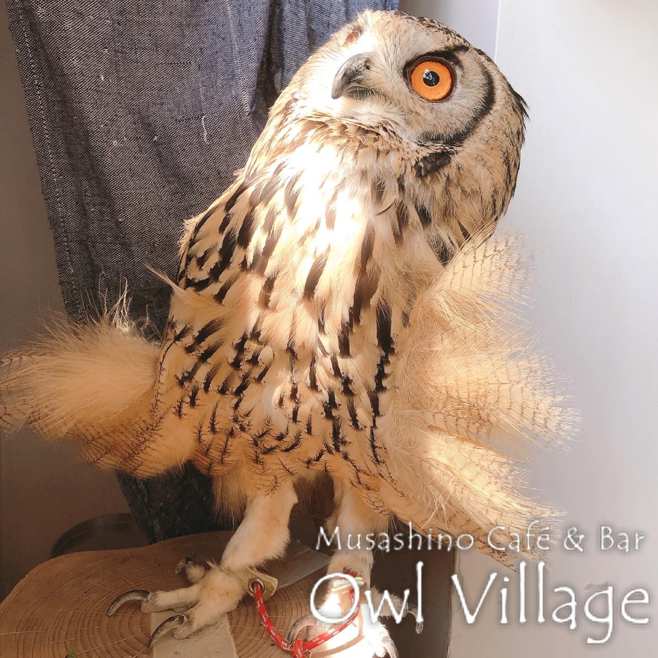 owl cafe harajuku down load free photo 0317 Indian Eagle Owl