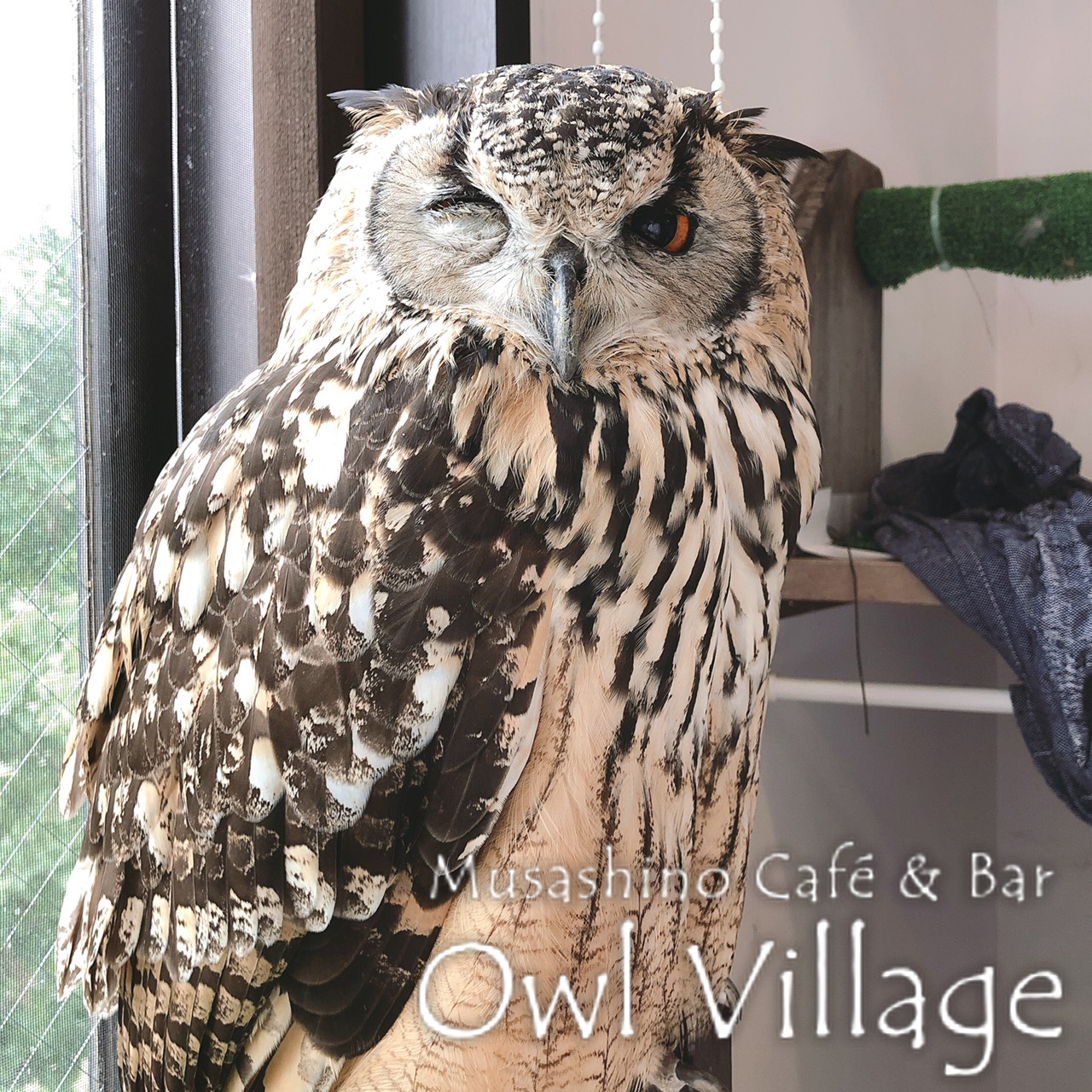 owl cafe harajuku down load free photo 0318  Eurasian Eagle Owl
