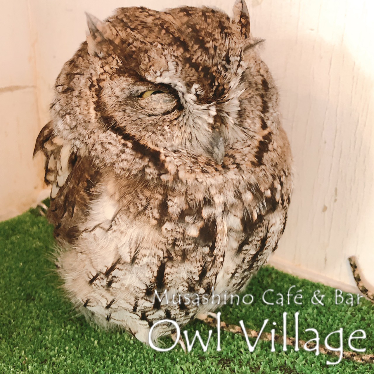 owl cafe harajuku down load free photo owl cafe photo 0319 Westem screech Owl