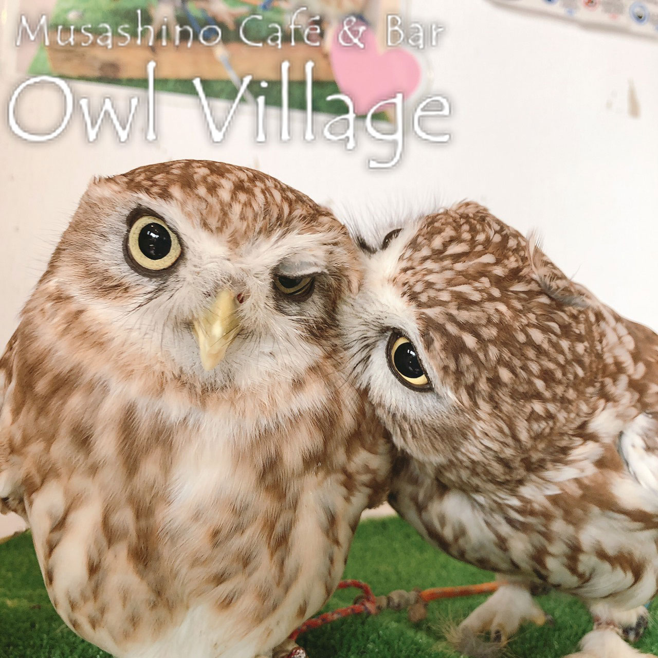 owl cafe harajuku down load free photo 0323 Little Owl