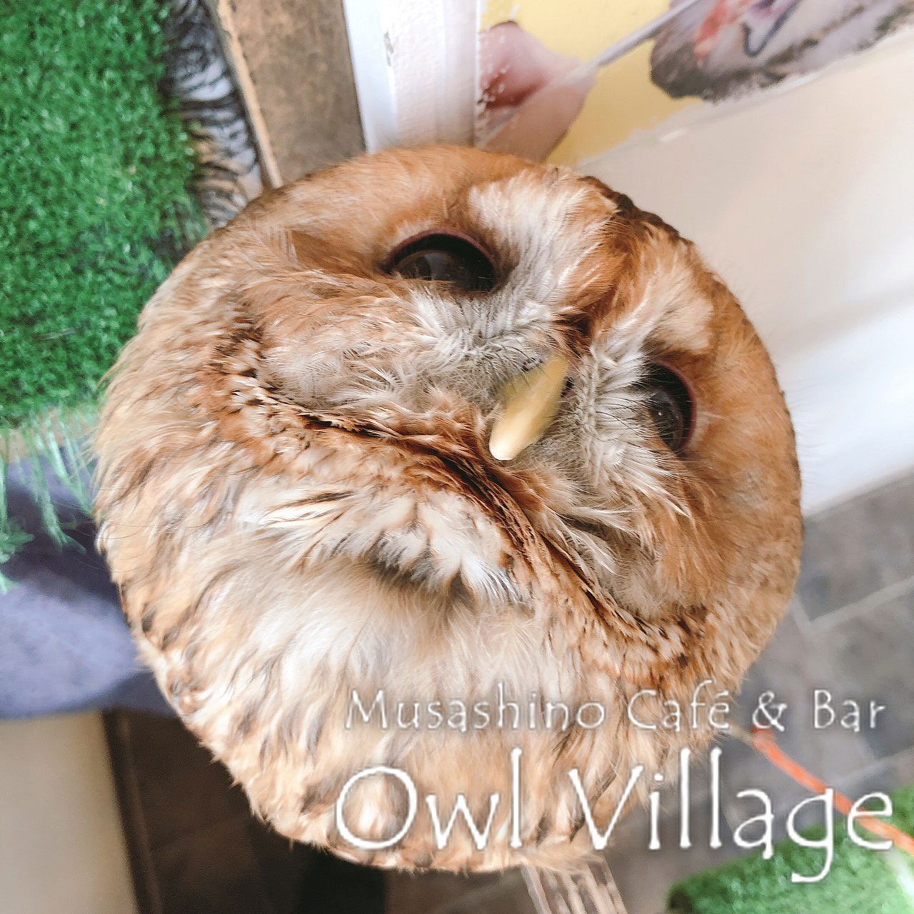 owl cafe harajuku down load free photo 0324 Tawny Owl